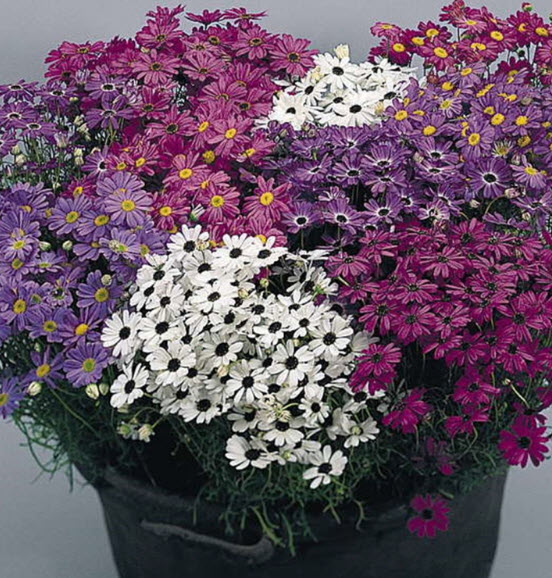 เดซี่ สวอน ริเวอร์ (Swan River Daisy) คละ / 3,000 เม็ด (Ukraine)