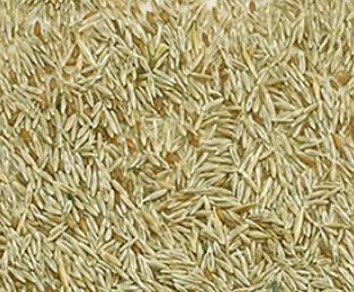 หญ้าภูเขา (pampas grass) สีเหลือง / 400 เม็ด (China)