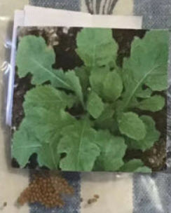 ร็อคเกท วาซาบิ (Rocket Wasabi) / 100 เม็ด (Australia) *