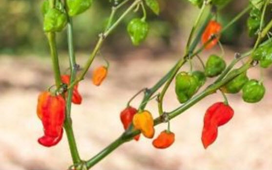 พริก Red Ecuadorian / 50 เม็ด (S038)