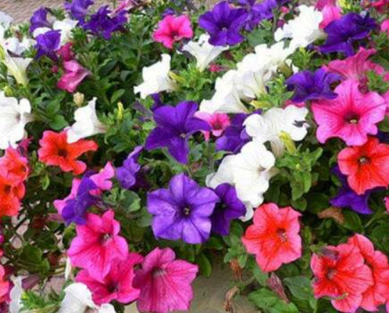 พิทูเนีย เลื้อยหรือกระถางแขวน / 1,000 เม็ด (UK)