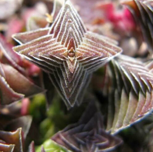 คราสซูล่า (Red Pagoda Plant) / 25 เม็ด (UK)