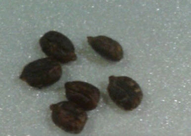 องุ่นมัสคาดีน (Muscadine Black) / 5 เม็ด (USA)