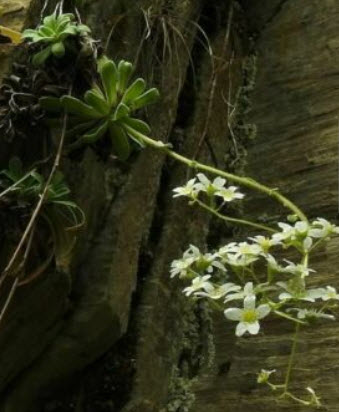 แซกซิฟรากา ฮอสที (Saxifraga hostii) / 15 เม็ด (Spain)