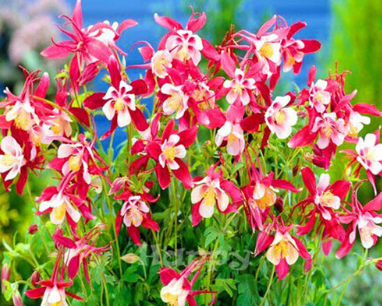 โคลัมบายน์ คริมสัน สตาร์ (Columbine - Crimson Star) / 150 เม็ด