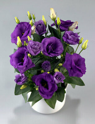 ไลซิแอนธัส (Lisianthus) สีม่วง / 100 เม็ด