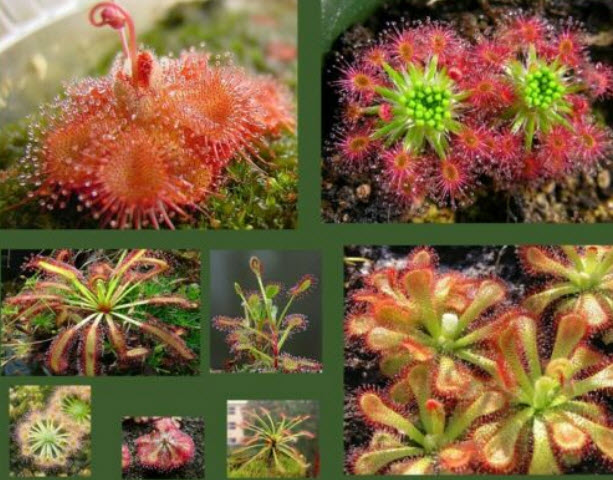หยาดน้ำค้าง (Sundew / Drosera) คละ / 10 เม็ด (UK)
