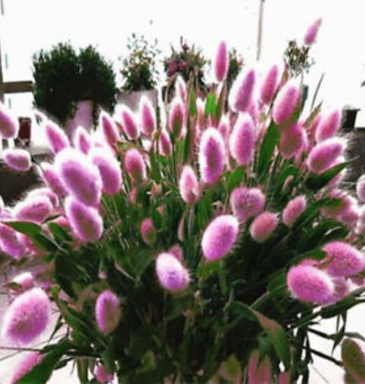 หญ้าหางกระต่าย (Rabbit Tail grass) คละ / 200 เม็ด (นอก)