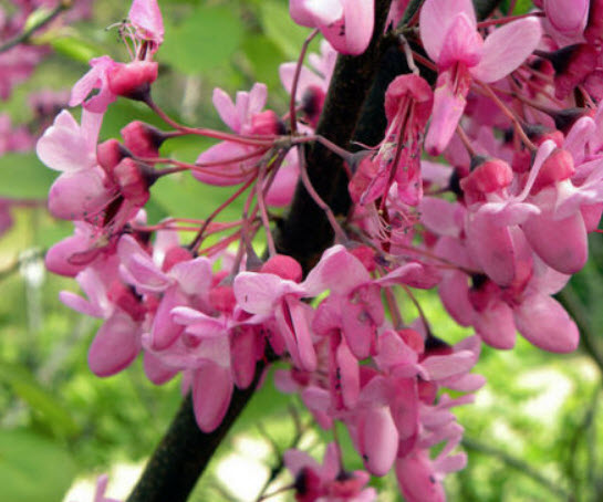 จูดาส หรือ ยูดาส (Judas Tree) / 25 เม็ด (Malta)