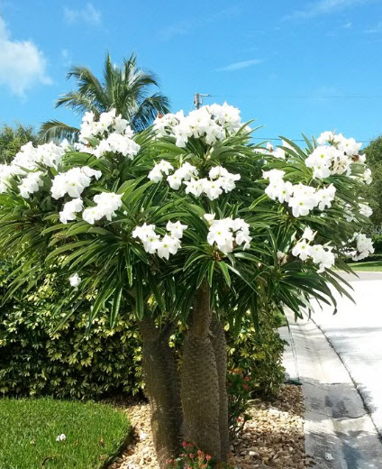 ปาล์มมาดากัสการ์ (Madagascar palm) / 10 เม็ด (Portugal)