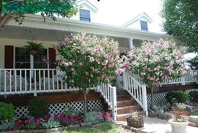 โรส ออฟ ชารอน - อะโพไดท์ (Rose of Sharon - Aphrodite) / 50 เม็ด (UK)