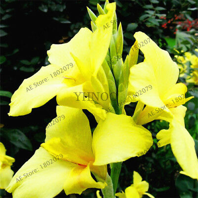 พุทธรักษา (Canna Lily) คละสี / 10 เม็ด (ไทย)