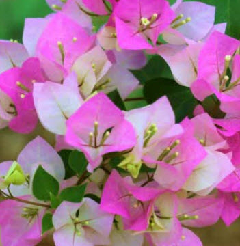 ต้นเฟื่องฟ้า 2 สี(ชมพู-ขาว) / ต้น