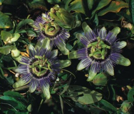 สร้อยฟ้า (Passion Flower / Passiflora coerule) / 25 เม็ด (UK)