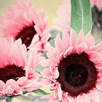 ทานตะวันสีชมพู (Pink Sunflower) / 15 เม็ด