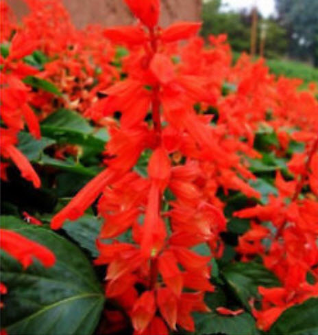 ซัลเวีย (Salvia / Scarlet Sage) สีแดง / ซอง 30 เม็ด (A055 / A009)