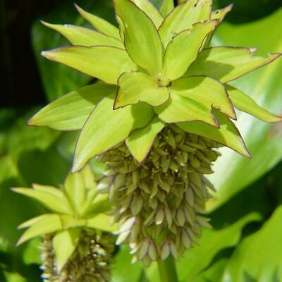 ลิลลี่สับปะรด (Pineapple Lily) / 50 เม็ด (นอก)