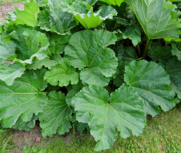 รูห์บาบแดง / รูห์บับแดง (Red Rhubarb) / 40 เม็ด (UK)