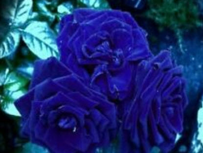กุหลาบมอญสีน้ำเงิน (Blue damask rose) / 100 เม็ด (นอก)