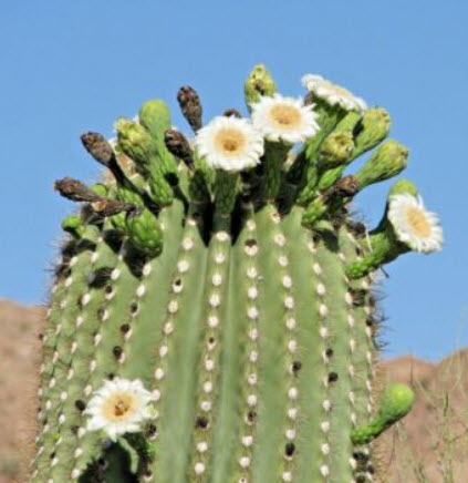 ซากัวโร (Saguaro / Giant Cactus) / 10 เม็ด (USA)