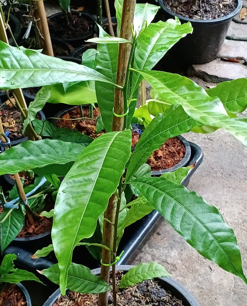 ต้น เอบิว อะบิว เอบิวไต้หวัน สูง 60-80 ซ.ม. รสชาดอร่อย