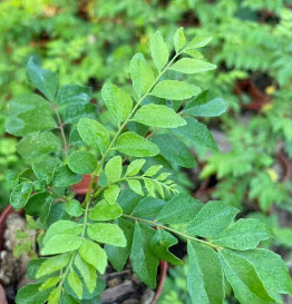 ต้น เคอรี่ลีฟ Indian curry leaves ใบกระหรี่ ใบหอมแขก ใบแกง ต้นเพาะเมล็ดในไทย