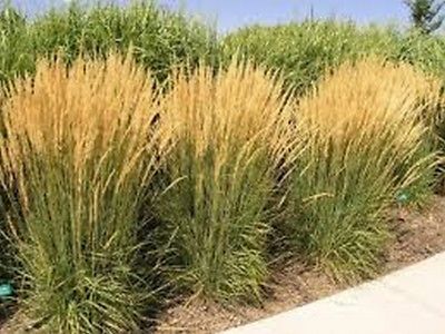 หญ้าสวิตซ์กราซ ดาโกต้า (Dacotah Switch grass) / 100 เม็ด (USA)