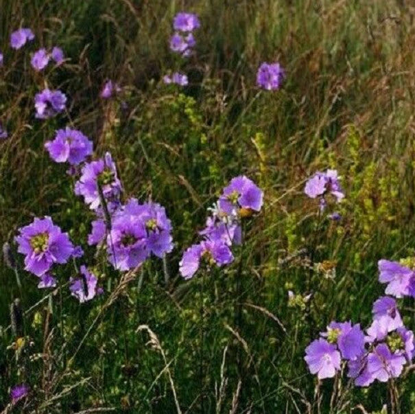 ชบาโสม (Musk Mallow) สีม่วง / 500 เม็ด (UK)