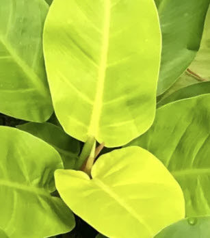 ต้นฟิโล กุมารทองเรียกทรัพย์ หรือมูนไล้ท์ กระถาง 8 นิ้ว