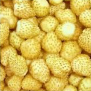 สตรอเบอรี่ป่า (Wild Strawberry) สีเหลือง / 100 เม็ด (หายาก)