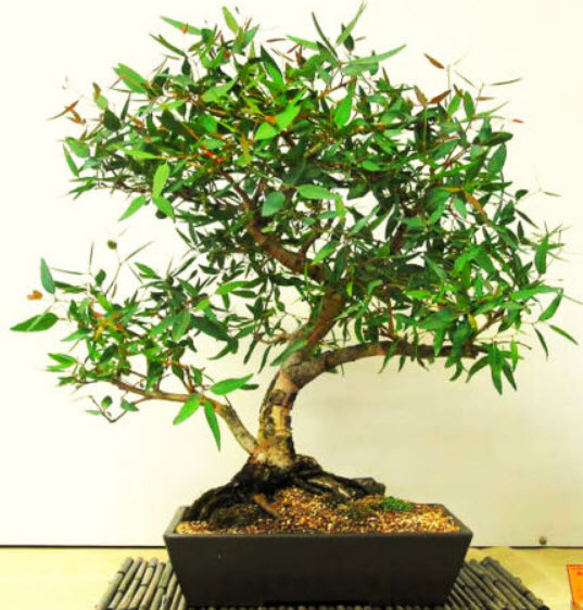 ยูคาลิปตัสบอนไซ (Lemon-Scented Gum) / 50 เม็ด (UK)