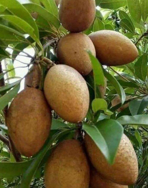 ละมุด กะสวยมาเลย์ (Sapodilla) / 10 เม็ด