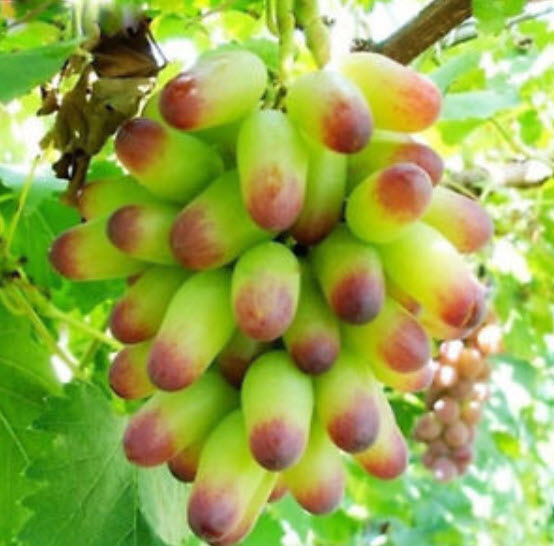องุ่นนิ้ว / องุ่นนิ้วมือนาง (Finger Grape) เขียว / 50 เม็ด