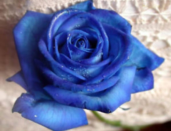 กุหลาบ สีน้ำเงิน (Blue Rose) / 100 เม็ด (MG2)