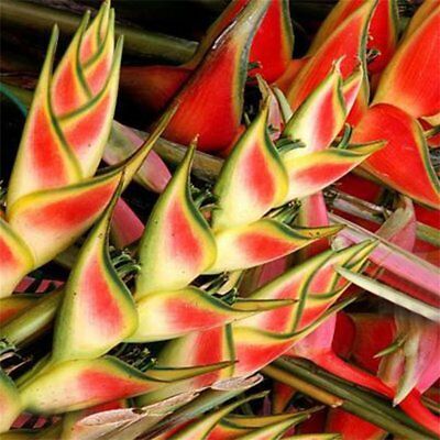 เฮลิโคเนียบอนไซ (Heliconia) คละ / 100 เม็ด