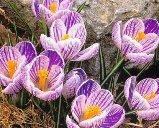 หญ้าฝรั่น (Saffron / Crocus) / 10 เม็ด (China)