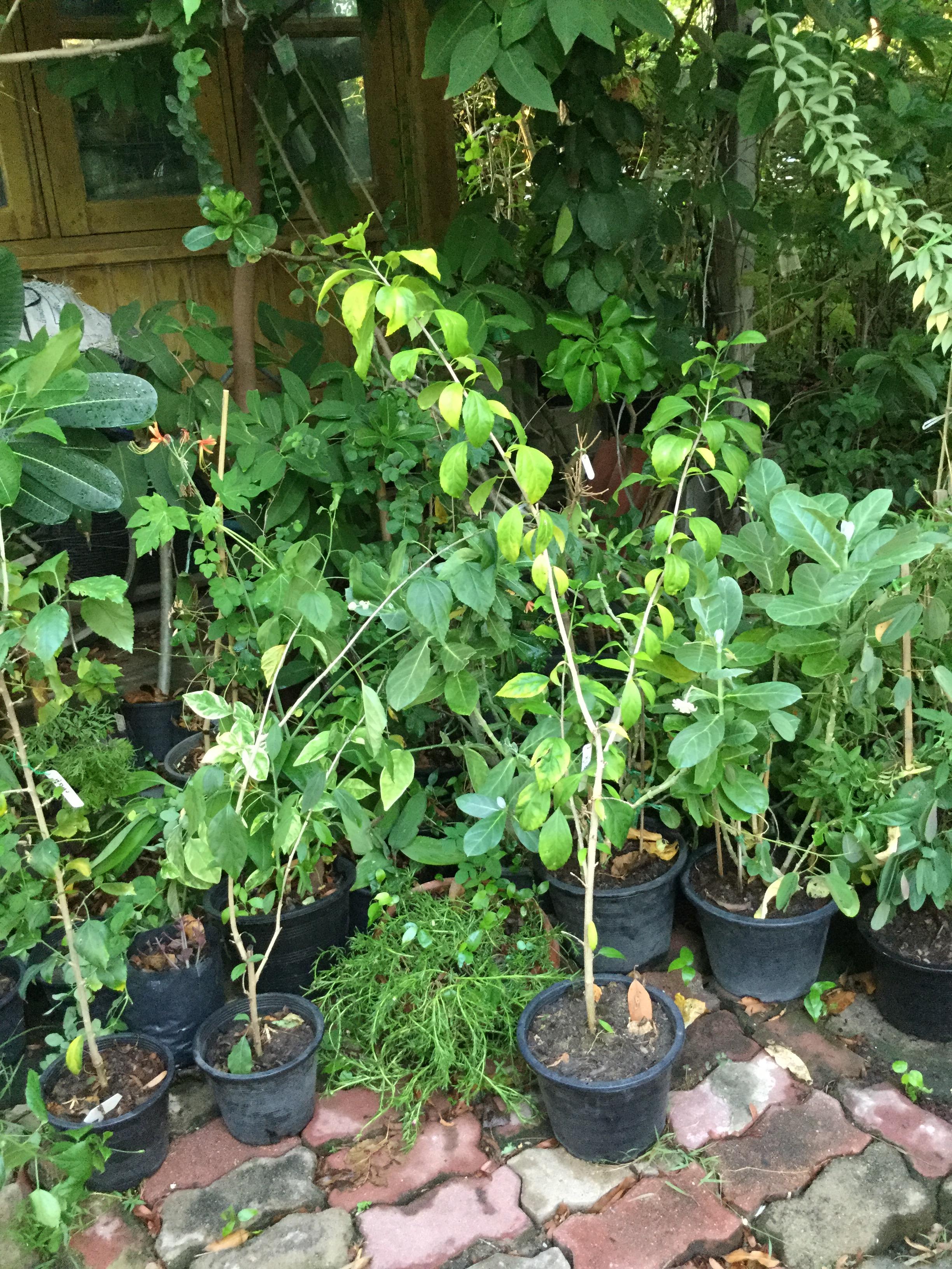 ต้นพู่ระหง ดอกฝอย กระถาง 10 นิ้ว สูง 70-100 ซ.ม./ ต้น