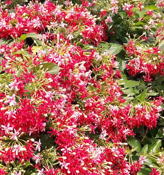 ต้นเล็บมือนาง (Rangoon Creeper) ขนาด L / ต้น