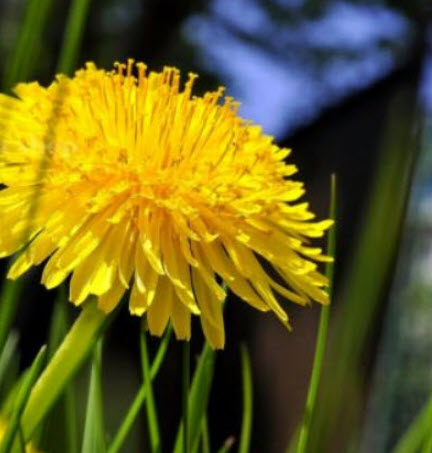 แดนดิไลออน (Dandelion) หรือ Wilderness / 1,600 เม็ด (Spain)