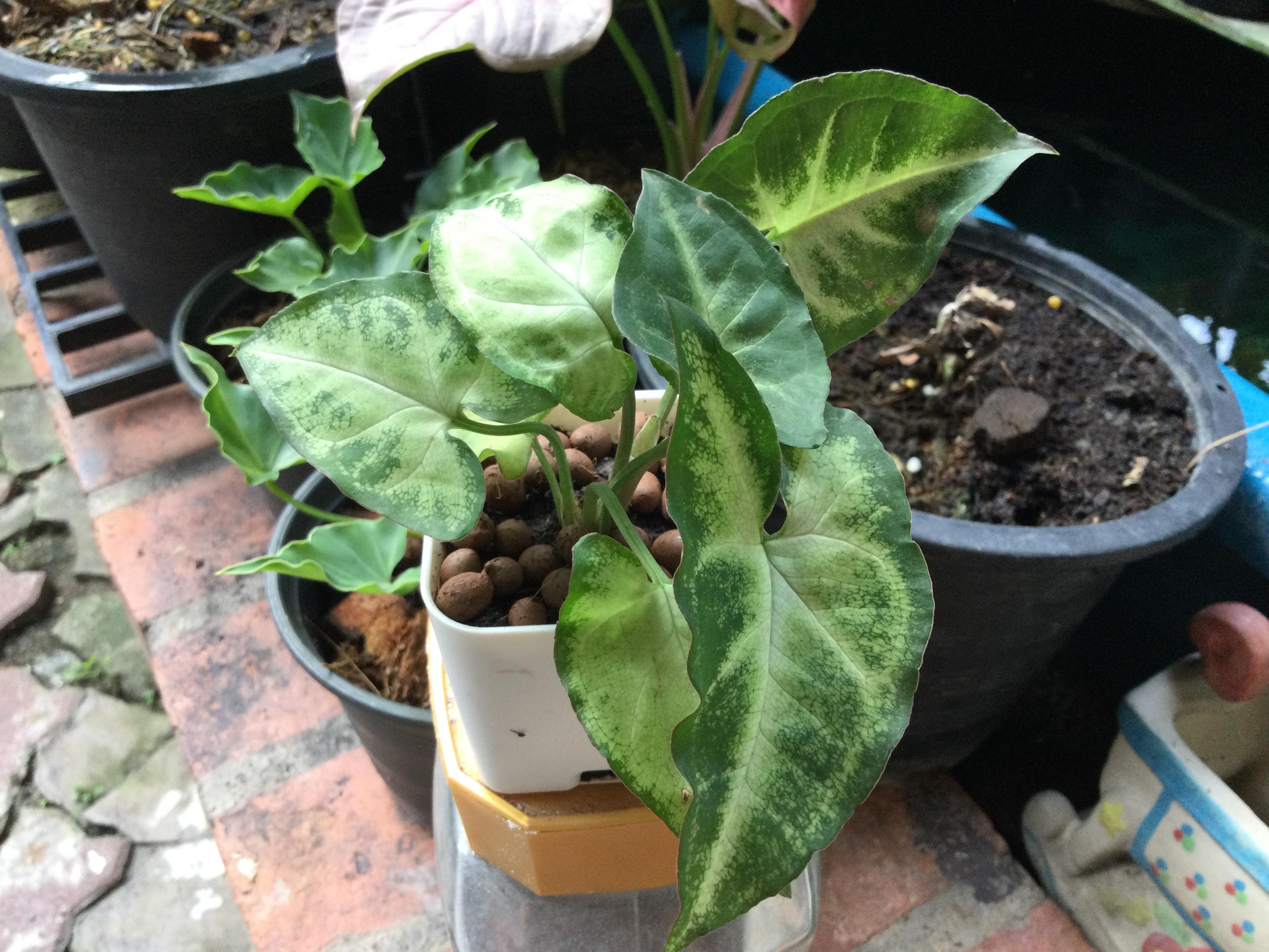 ต้นเงินไหลมาแคระ กระถางสี่เหลี่ยม 2 นิ้ว