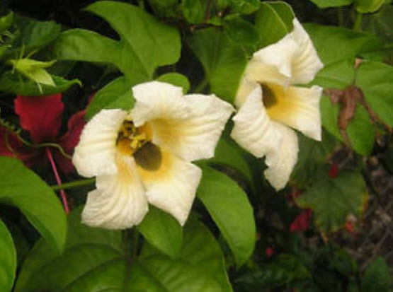 ฟักข้าว (Gac) / 15 เม็ด (ไทย)