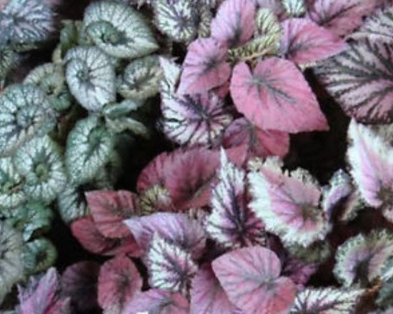 ฮิวเชร่า (Heuchera) คละสี / 100 เม็ด (นอก)