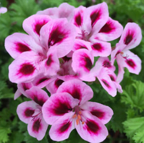 เจอราเนียม (Geranium) ซ้อน คละสี / 50 เม็ด