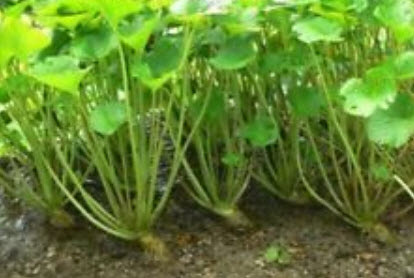 วาซาบิ (Wasabi) / 100 เม็ด