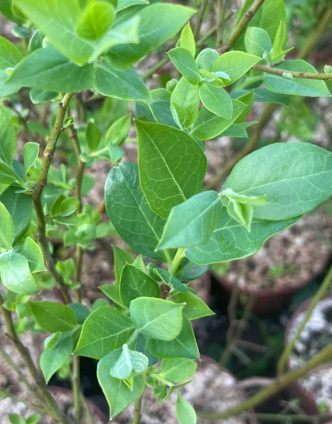 ต้นบลูเบอรี่ (Blueberry) ลูกใหญ่ สูง 40-60 ซ.ม. ต้นไม้นำเข้า