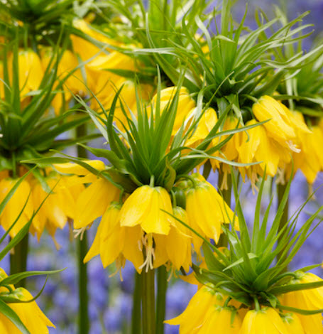 มงกุฏจักรพรรดิ์ (Crown Imperial) สีเหลือง / 50 เม็ด (China)