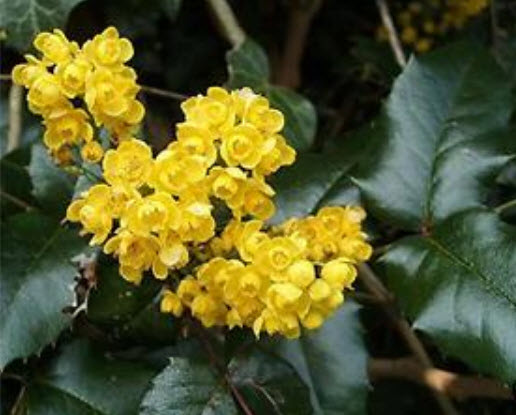 โอเรกอน เกรป (Oregon grape) / 30 เม็ด (UK)
