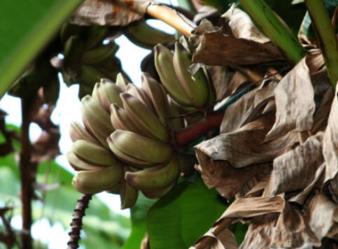 กล้วยลาเวนเดอร์ (Lavender Banana) / 5 เม็ด (South Africa)
