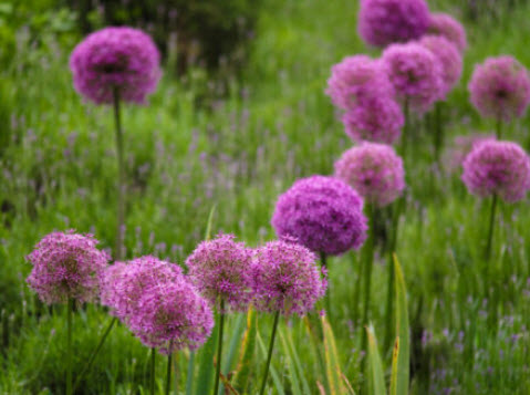 อัลเลี่ยม (Allium giganteum / Giant Onion) / 25 เม็ด (Germany)*