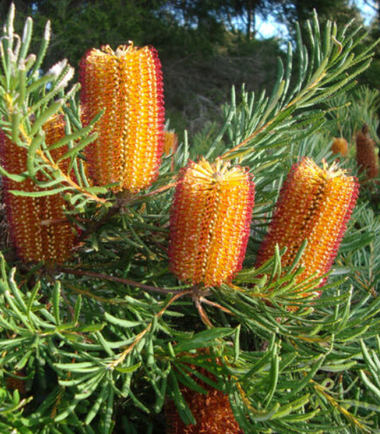 แบงเซีย (Hairpin/Honeysuckle Banksia) / 5 เม็ด (Australia)